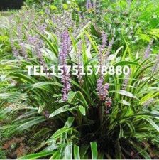 金边麦冬， 园艺品种中的佼佼者