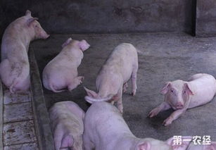 猪咳嗽喘气不吃食，低温气喘病如何有效治疗？