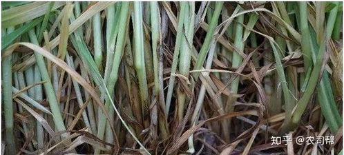 绿豆瓣茎变红，是何原因导致