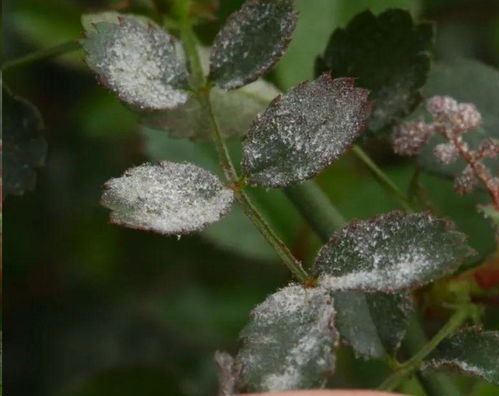 “经常下雨的月季花，如何预防这两种病害呢