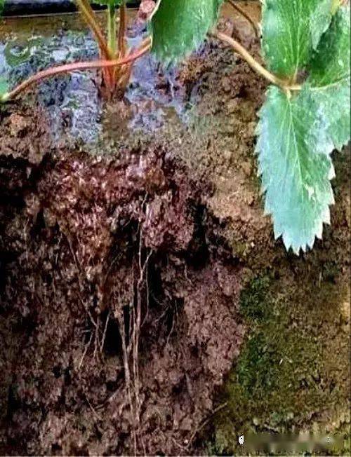 兰花盆面铺水苔是为了保持土壤湿度