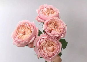 大天使月季:优雅独特, 花瓣层次感强