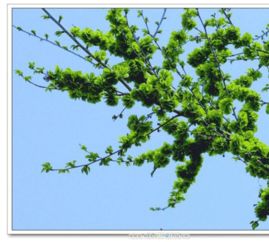 榆树的生长模式