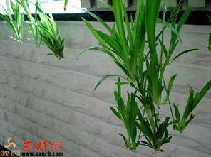 银边吊兰垂坠如帘，那独特的银边
