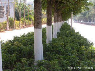 第四步：保护树干， 受伤处要忒别处理