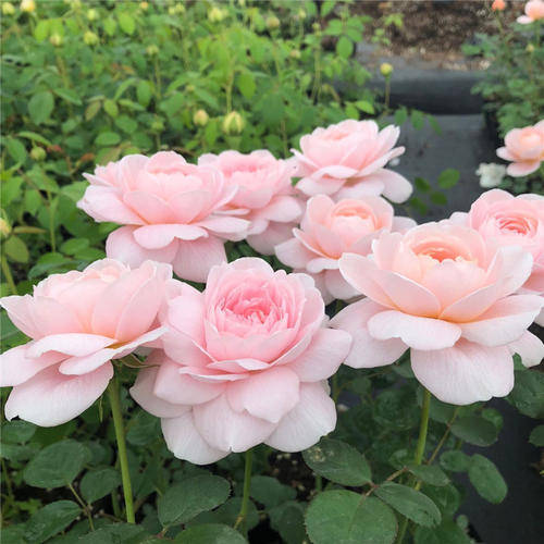 1. 瑞典女王， 高贵的粉嫩佳人