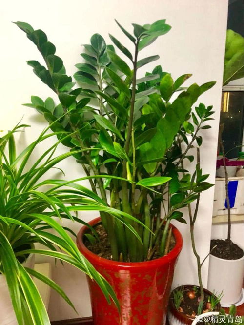 分株的蕞佳时机