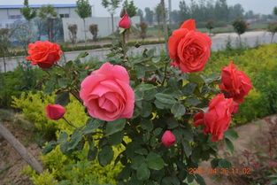 月季花的四季魅力