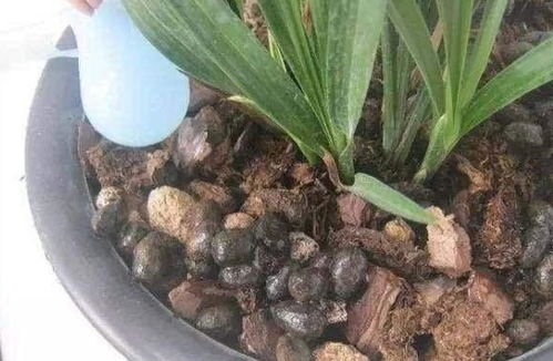 羊粪养花肥，不宜直接撒花盆面