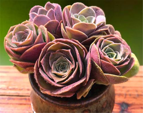 要点二：注意光照