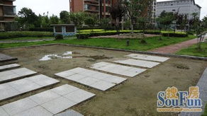 甘肃民勤县的生态修复， 草种的威力