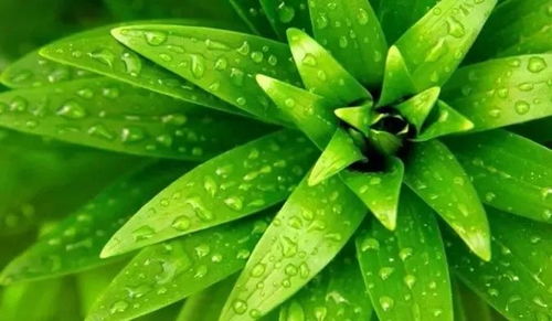 内蒙古鄂尔多斯的煤场复垦方案：