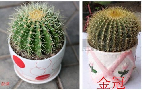 金冠仙人球的花期是多久？开花过程是怎样的