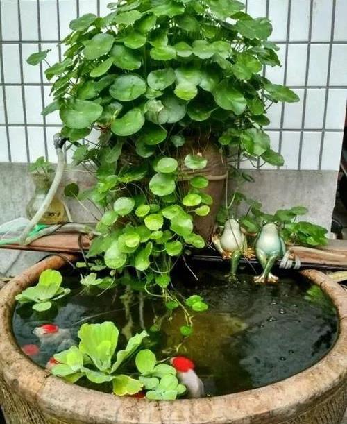 水芙蓉：吸附Neng手