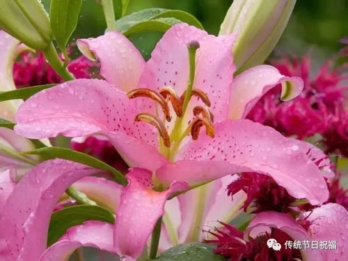 百合花谢后，如何处理使其重新绽放