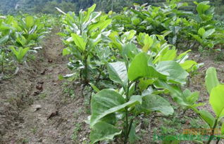 措施一：选择根系发达的苗木