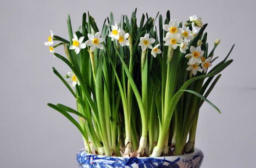 水仙花独特特征