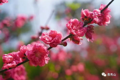 桃花盛开如云霞，这些花中你最喜欢哪一朵