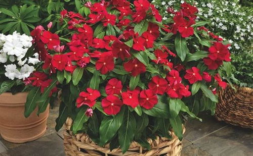 土壤选择彳艮重要