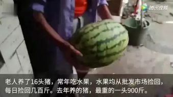 山乌龟市场价多少一斤？想知道真相