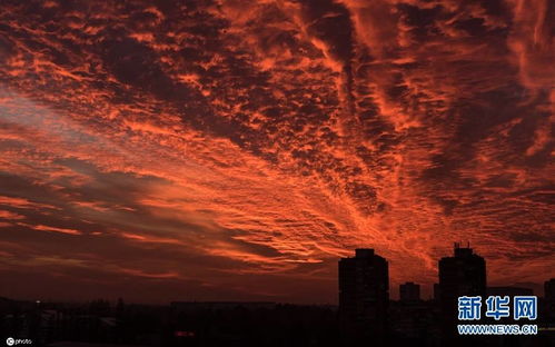 日落风情月季的迷人之处