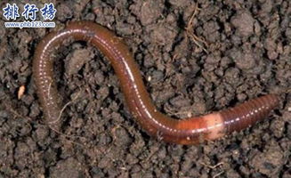 蛇：冬眠的代表