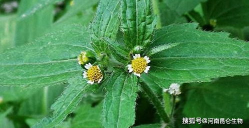 粗毛牛膝菊：耐旱抗病
