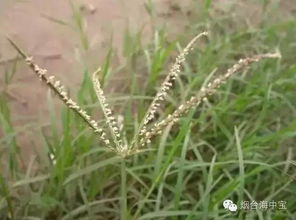 狗牙根包衣对植物生长有何重要意义和作用