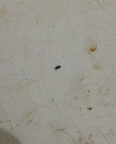 甲维盐，厨房蟑螂的克星？