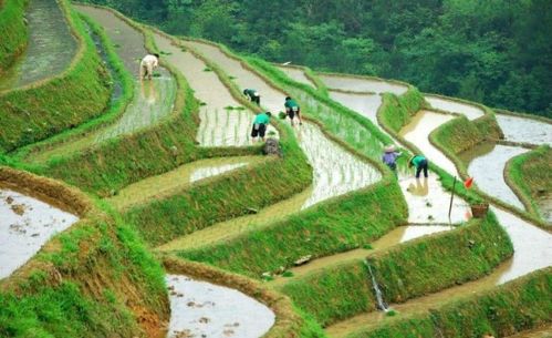 大西北的紫羊茅