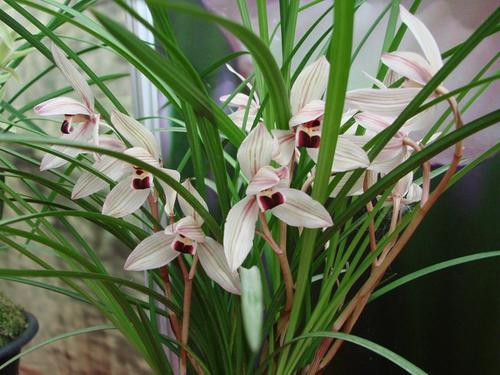 光照充足，米兰梗旺盛