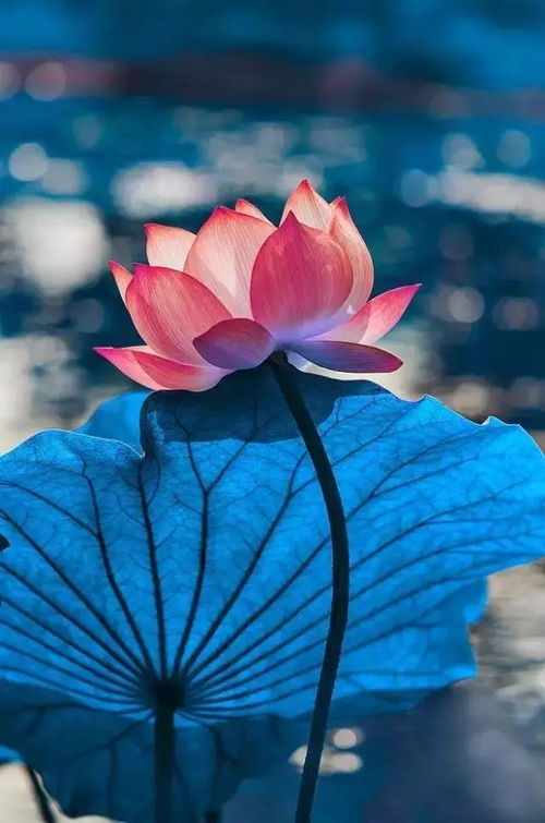 高洁之花，纯洁如莲，花语高洁，清雅传情