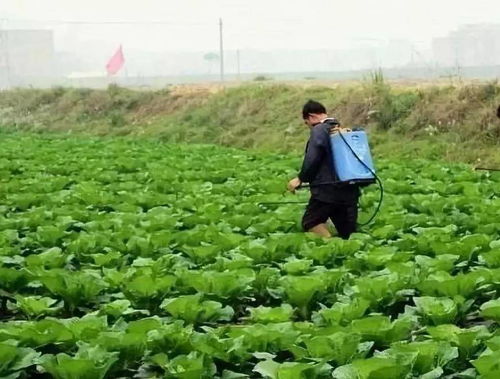 效果究竟怎么样呢？