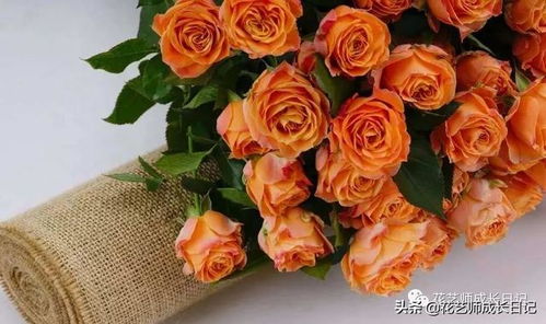 泡泡玫瑰：揭秘这种独特花朵的秘密