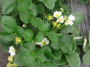 佛手花的多样性