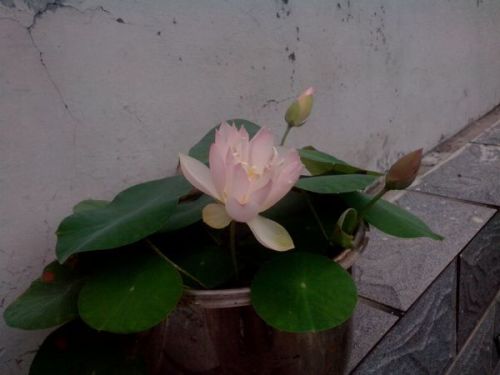 推荐碗莲， 小塑料杯也Neng种花