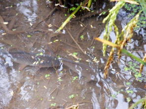 花卉放养秘籍：五要点助您成功培育珍稀鱼苗