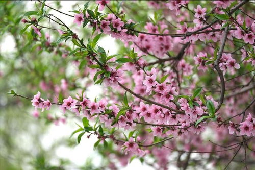 桃树：粉红的花朵， 甜美的果实