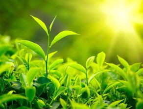 夏季法师茶如何科学浇水才能茁壮成长