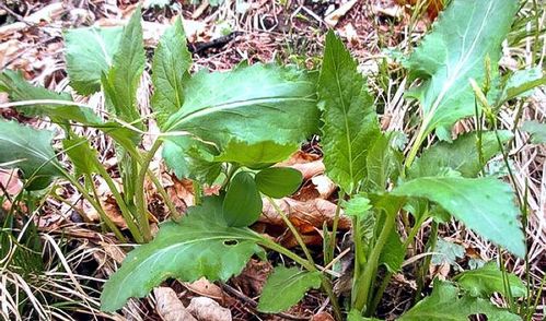 天仙配，名字听起来就仙气飘飘