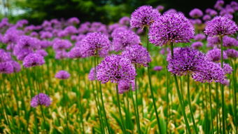 大花葱种植，秋天种下春天开花开满园！