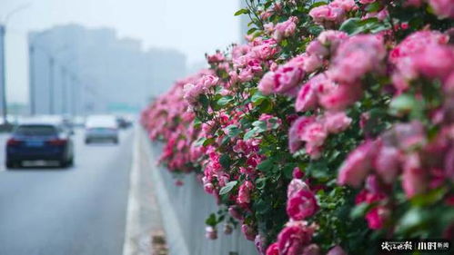 樊丽娟的阳台， 月季试验田