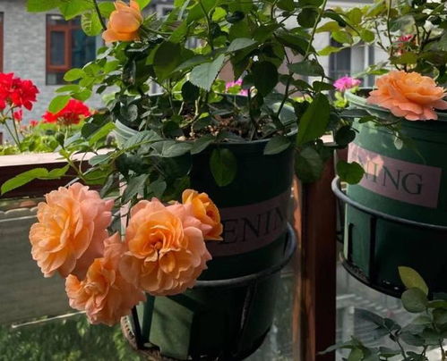 立春悄只是至， 月季修剪要抓紧