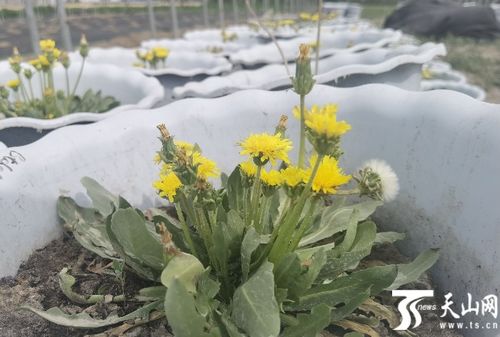 耐盐碱花卉的种植智慧