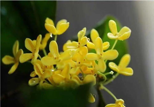 桂花品种与开花时间