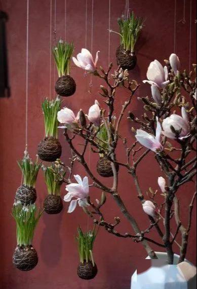 芝樱花怎么养才好看？试试这几个种植方法