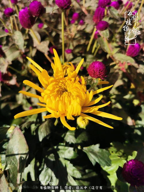 裴翠花的“绿宝石”养成记