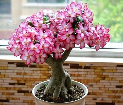 想种玫瑰花？这份玫瑰花种植方法全过程