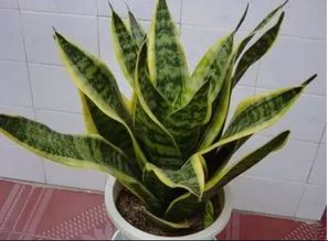 网纹草浇水后如何避免积水导致烂根