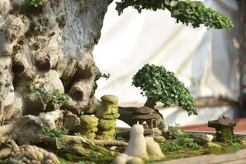 流苏树盆景价格多少？哪里可以买到正宗的